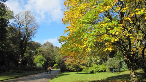 Visitors in the distance walking on a path beside autumnal trees in Trengwainton Garden